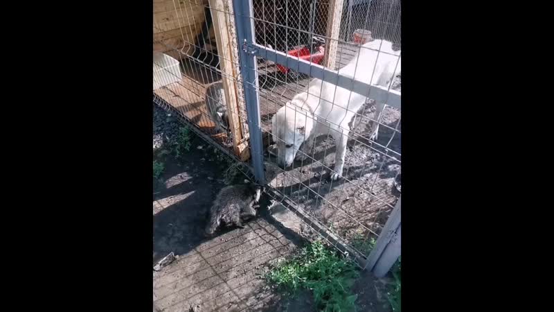 VID_107921103_132518_452.mp4
