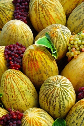 санни арбуз дыня груша. плоды бахчевых культур. дынная бахча узбекистан. сорт дыни вахарман туркменский. бахчевые культуры бахчевые культуры.