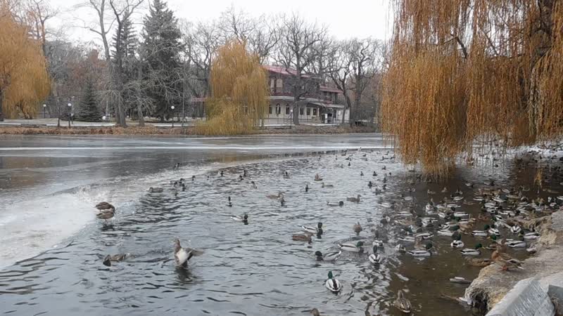 Горпарк, ноябрь. Третья зимовка