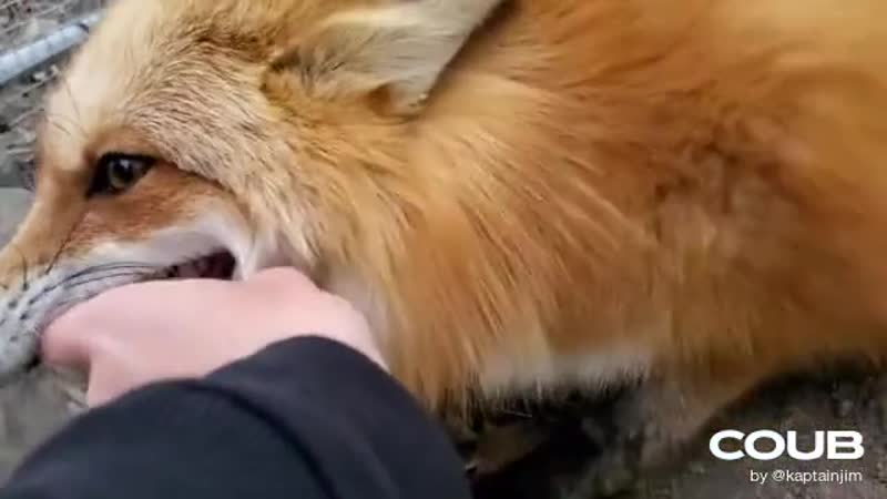 The foxes that go HEHEHE