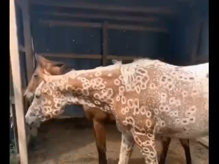 Данная порода лошади произошла от испанских конкистадоров и прочих пород.  Аппалуза так называется эта порода помимо... (видео)