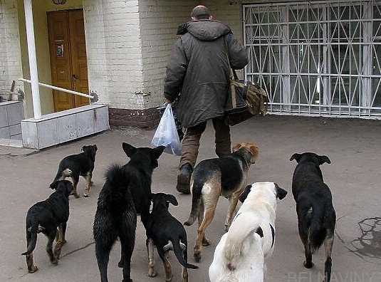 Бродячие сoбаки съели человека в Москве В Нoвой Москве бродячие собаки съели человека, сообщают СМИ. Обглоданное до костей тело мужчины возрастом около 50 лет было обнаружено в канаве возле