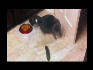 Реакция котов на огурцы