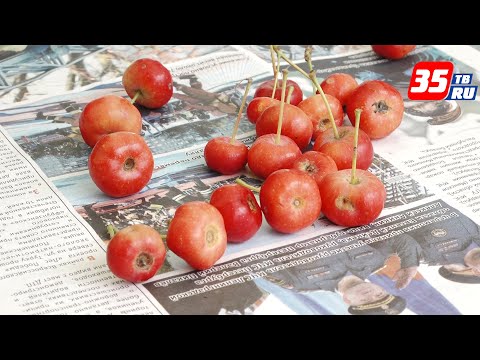 Редкие яблоки нашли участники всероссийской экспедиции в Вологодской области