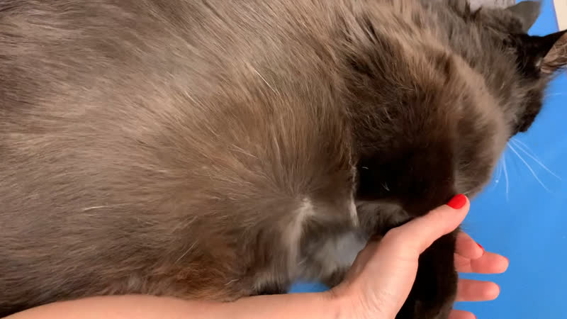 Мейн-кун Лорд💝