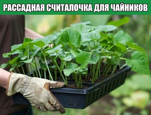 Рассадная считалочка для чайников Как правильно выбрать время для посадки семянВ этом году выращивать овощи на своих шести сотках собираются даже те, кто никогда не копался в земле. Что