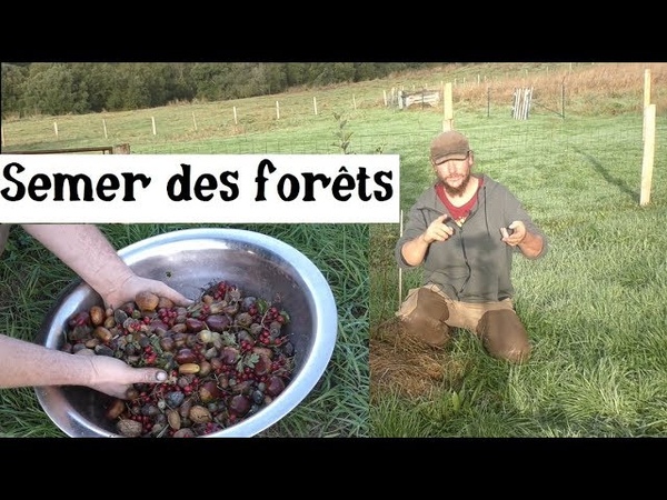 Semer des Forêts !
