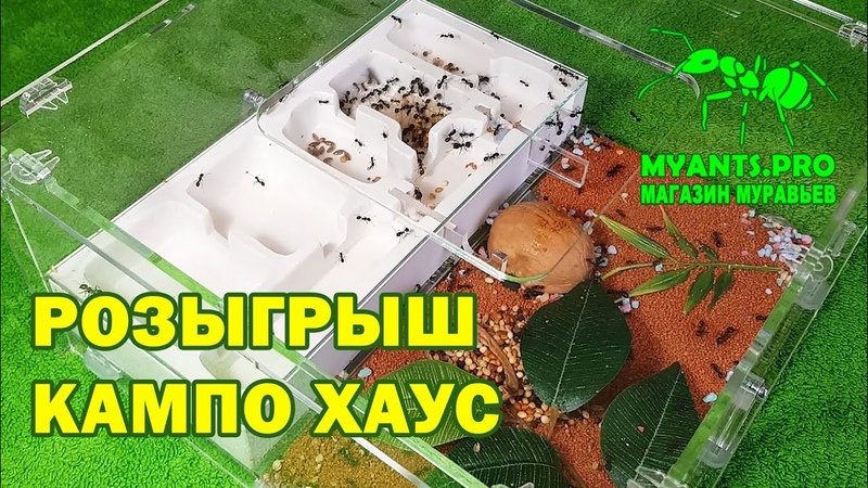 Розыгрыш формикария Кампо Хаус